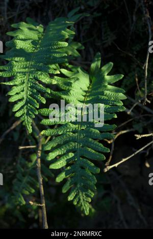 Fillicosida vert fougère en portrait dans la forêt avec des zones ensoleillées Banque D'Images