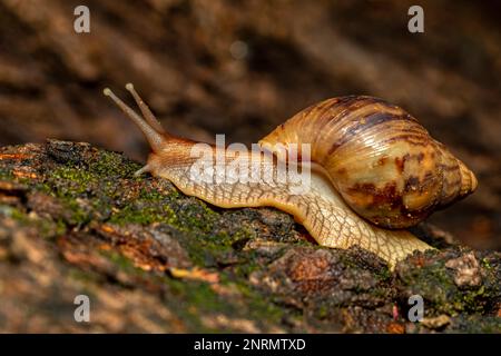 Escargot géant africain , Achatina fulica (Lissachatina fulica) espèce de gros escargots terrestres de la sous-famille des Achatininae de la famille des Achatinidae. Tsing Banque D'Images