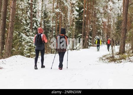 Deux femmes qui font de la randonnée dans la forêt de pins enneigés. Photo de haute qualité Banque D'Images