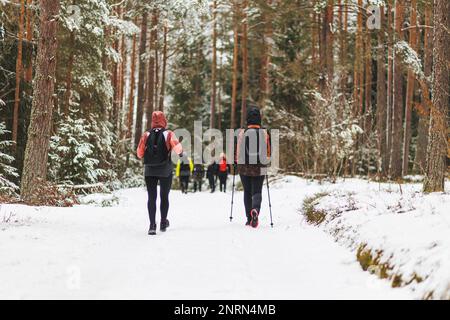 Les gens font des randonnées et des promenades dans la forêt de pins enneigés. Photo de haute qualité Banque D'Images