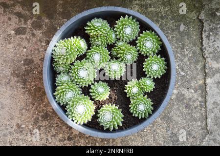 Sempervivum Arachnoideum succulents (Cobweb Houseleeeeeeeeks) poussant dans le pot Banque D'Images