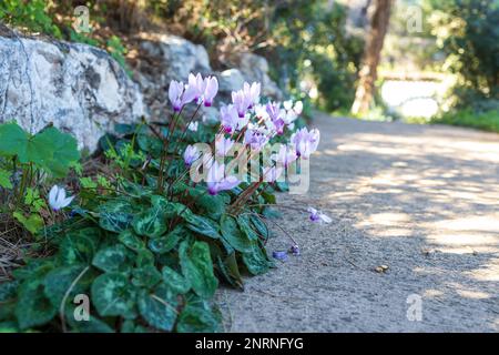 Cyclamens rose pâle dans le parc national israélien en janvier Banque D'Images