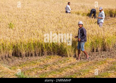 Les paysans de la récolte du riz à la main avec des faucilles, Pana village, au Bhoutan. Banque D'Images