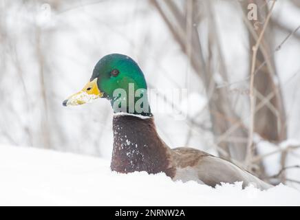 Le canard colvert mâle drake assis dans la neige fraîche tombée le long de la rivière des Outaouais au Canada Banque D'Images
