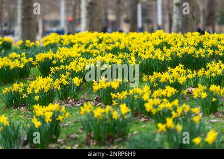 Londres, Royaume-Uni. 27 février 2023. Météo au Royaume-Uni : les jonquilles qui viennent de commencer à fleurir dans le parc de St James. Le bureau met a suggéré que, en raison du réchauffement soudain de la stratosphère (SSW), la neige pourrait retourner dans certaines régions du Royaume-Uni en mars. Credit: Stephen Chung / Alamy Live News Banque D'Images