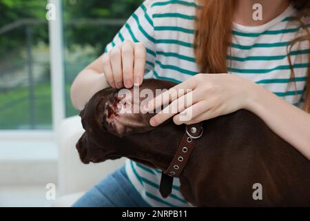 Femme examinant l'oreille de son chien pour des tiques à la maison, gros plan Banque D'Images