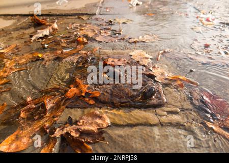 Fuite d'eau provenant d'une couverture métallique dans la chaussée, plus petite qu'une couverture de trou d'homme, qui abrite probablement une vanne d'arrêt. ROYAUME-UNI (133) Banque D'Images