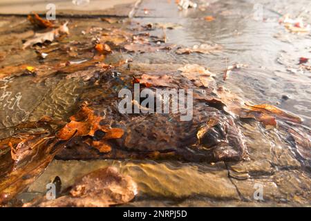 Fuite d'eau provenant d'une couverture métallique dans la chaussée, plus petite qu'une couverture de trou d'homme, qui abrite probablement une vanne d'arrêt. ROYAUME-UNI (133) Banque D'Images