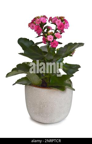 Plante rose de Kalanchoe blossfeldiana en pot isolée sur fond blanc Banque D'Images