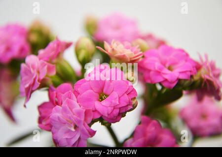 Gros plan de l'usine rose de Kalanchoe Blossfeldiana Banque D'Images