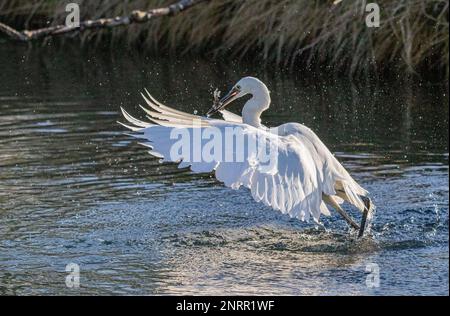 Un petit Egret (Egretta garzetta) qui s'élève hors de l'eau. Décollage d'un lac ayant attrapé un poisson. Rutland , Royaume-Uni Banque D'Images