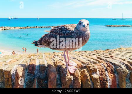 Oiseau de mouette grise près de la plage de la côte de mer d'asure. Bleu d'été clair sur fond d'eau. Copier le fond d'écran de l'espace. Banque D'Images