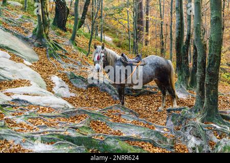 Portrait de fantasy magie conte de fées gris cheval porté harnais rouge rester à l'extérieur de l'automne doré forêt mystique avec des feuilles tombées et des racines maures de t Banque D'Images