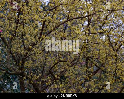 Gros plan des fleurs jaunes d'hiver Cornus officinalis ou de la cerise cornélienne japonaise. Banque D'Images