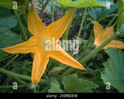 Dans le domaine parmi les feuilles vertes, fleurs de citrouille. Gros plan présente. Banque D'Images