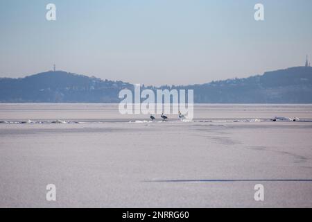 Cygnes solitaire en hiver sur le lac Balaton, Hongrie Banque D'Images