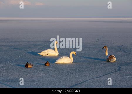 Cygnes solitaire en hiver sur le lac Balaton, Hongrie Banque D'Images