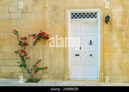 Maison traditionnelle maltaise avec des portes artistiques blanches, des fleurs rouges fleurissent sur le mur de calcaire dans la ville silencieuse de Mdina, Malte. Banque D'Images