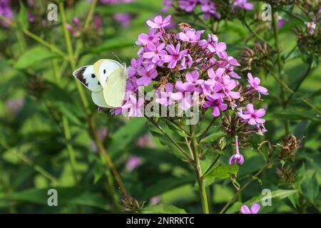 Un grand papillon blanc (Pieris brassicae), également appelé papillon de chou ou papillon blanc de chou sur une tête de fleur de stock, Angleterre, Royaume-Uni Banque D'Images