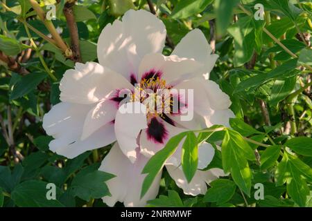 Paeonia suffruticosa croît en serre. Plante blanche, fleurs. Cultivé pour ses fleurs romantiques. Banque D'Images