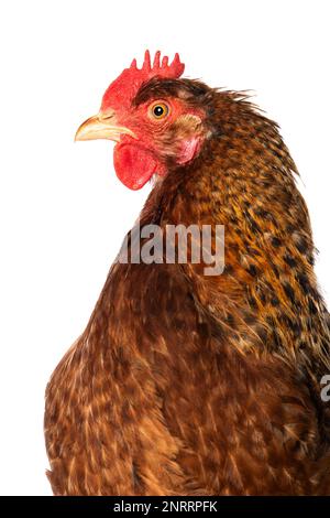 Poule isolée sur un arrière-plan blanc regardant la caméra Banque D'Images