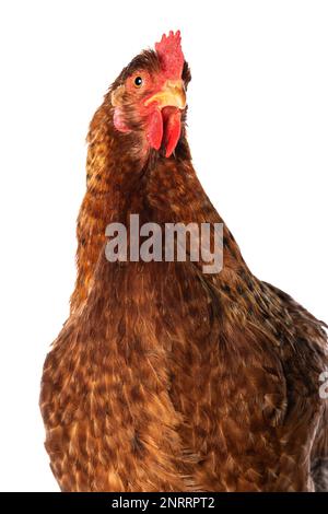 Poule isolée sur un arrière-plan blanc regardant la caméra Banque D'Images