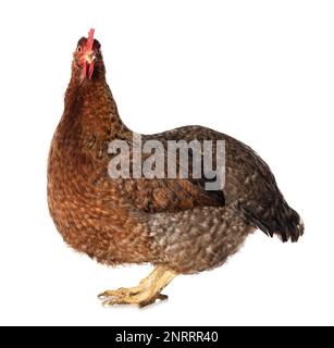Poule isolée sur un arrière-plan blanc regardant la caméra Banque D'Images