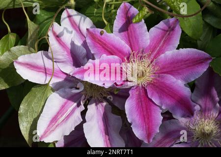 'Ruppel' Clematis rose Banque D'Images