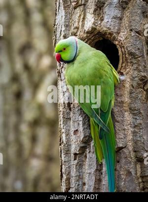 Un Parakeet à col en anneau (Psittacula krameri.), perché à l'entrée de son trou de nidification dans un tronc d'arbre Banque D'Images