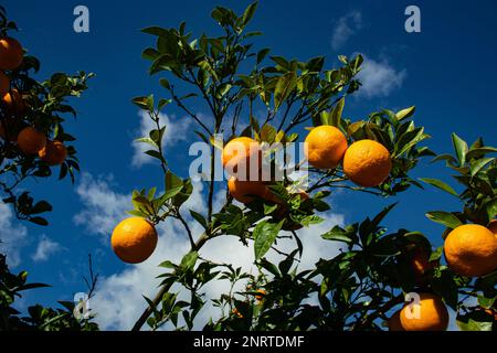 Tangerines sur le ciel Banque D'Images