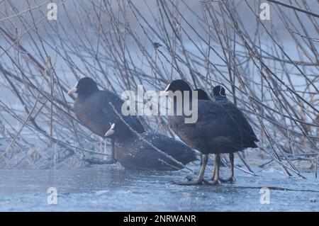 Coot (Fulica atra) marchant sur la glace en hiver Banque D'Images