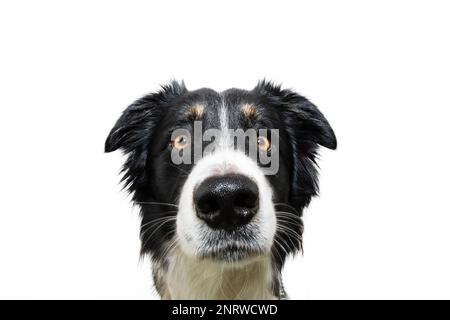 Joli gros plan collie chien chiot regardant l'appareil photo avec une expression triste. Isolé sur fond blanc Banque D'Images