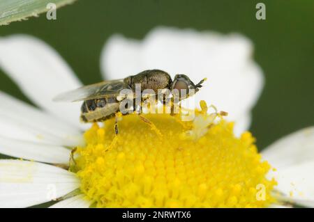 Gros plan naturel sur la petite mouche à museau à bec, Nemotelus notatus, assise sur une Marguerite commune, Bellis perennis Banque D'Images