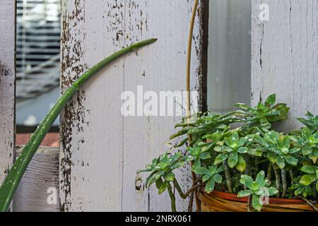 Une plante succulente avec plusieurs tiges sortant d'un panier en osier avec des gouttelettes d'eau sur les pétales Banque D'Images