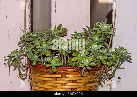 Une plante succulente avec de multiples tiges dépassant d'un panier en osier avec des gouttelettes d'eau sur les pétales et dans le fond de planches en bois Banque D'Images