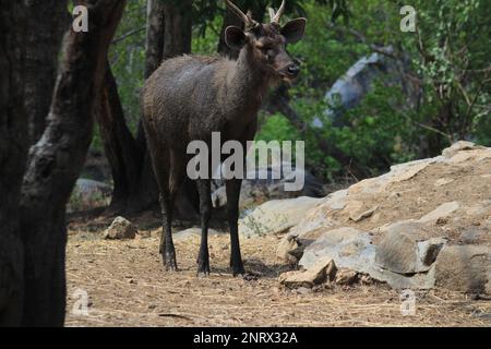 Les débardeurs indiens au parc national de Bannerghatta Bangalore assis ou debout dans le zoo. Refuges de la faune sauvage de la forêt à Karnataka Inde Banque D'Images