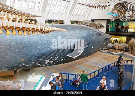 Personnes visiteurs à l'intérieur du Musée d'Histoire naturelle NHM à Londres Angleterre Grande-Bretagne KATHY DEWITT Banque D'Images