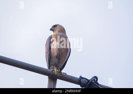 Oiseau shikra mâle assis sur un poteau tout en traquant la proie. ce petit oiseau de prédateur est couramment observé en inde. Banque D'Images
