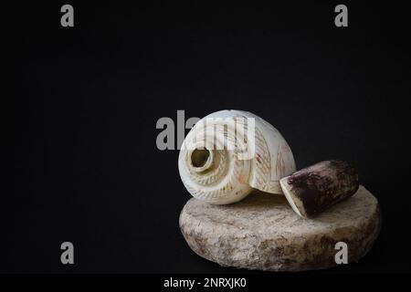 coquille de conch avec bâton de bois de santal et pierre. pooja essentiels pour les rituels pendant les fêtes religieuses hindoues. tir sur fond noir avec copie sp Banque D'Images