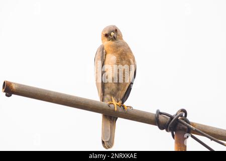 Oiseau shikra mâle assis sur un poteau tout en traquant la proie. ce petit oiseau de prédateur est couramment observé en inde. Banque D'Images