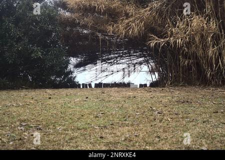 Roseaux au bord du lac par jour brumeux en hiver Banque D'Images