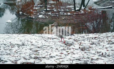 Un canard gris brun marche dans la neige dans le parc en hiver, en regardant vers l'arrière, les feuilles. Sur le fond du lac Banque D'Images