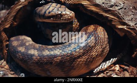 Un grand python réticulé et écailleux s'enroule dans un nœud et attend une victime. Un magnifique motif sur la peau scintille avec un arc-en-ciel Banque D'Images