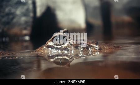 Un animal sauvage attend sa proie. L'œil d'un alligator sort de l'eau. Gros plan des yeux d'un alligator vivant. Crocodile, caïman. D Banque D'Images