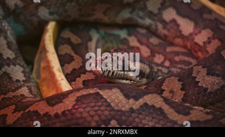 Un grand python réticulé et écailleux s'enroule dans un nœud et attend une victime. Un magnifique motif sur la peau scintille avec un arc-en-ciel Banque D'Images