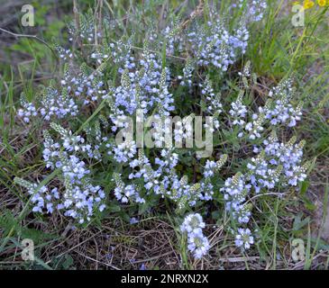 Au printemps, Veronica prostrata fleurit dans la nature parmi les graminées Banque D'Images