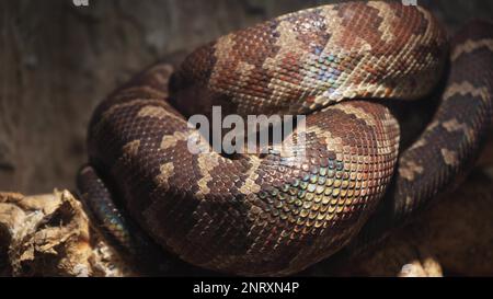 Un grand python réticulé et écailleux s'enroule dans un nœud et attend une victime. Un magnifique motif sur la peau scintille avec un arc-en-ciel Banque D'Images