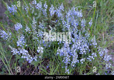 Au printemps, Veronica prostrata fleurit dans la nature parmi les graminées Banque D'Images