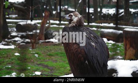 Gros plan d'un griffon noir debout sur l'herbe dans un parc enneigé. Vidéo de vautour de griffon noir sur fond d'herbe Banque D'Images