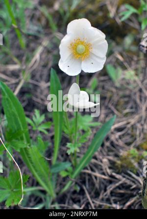 Au printemps dans la nature, dans la forêt fleurit Anemone sylvestris Banque D'Images
